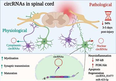 Circular RNAs: The Novel Actors in Pathophysiology of Spinal Cord Injury